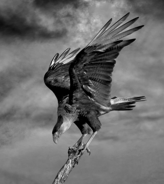 Caracara Just Landed